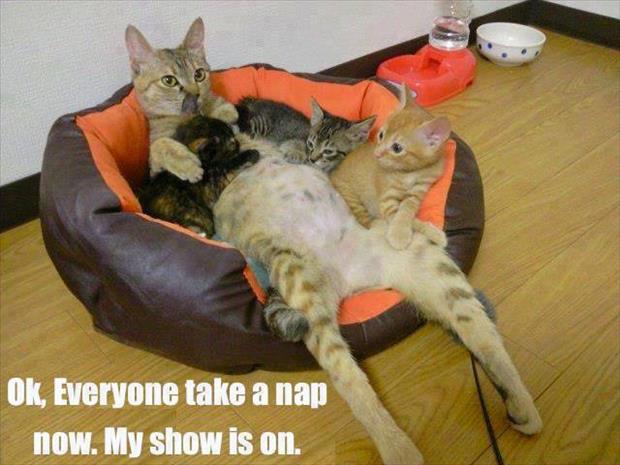 funny cat naps