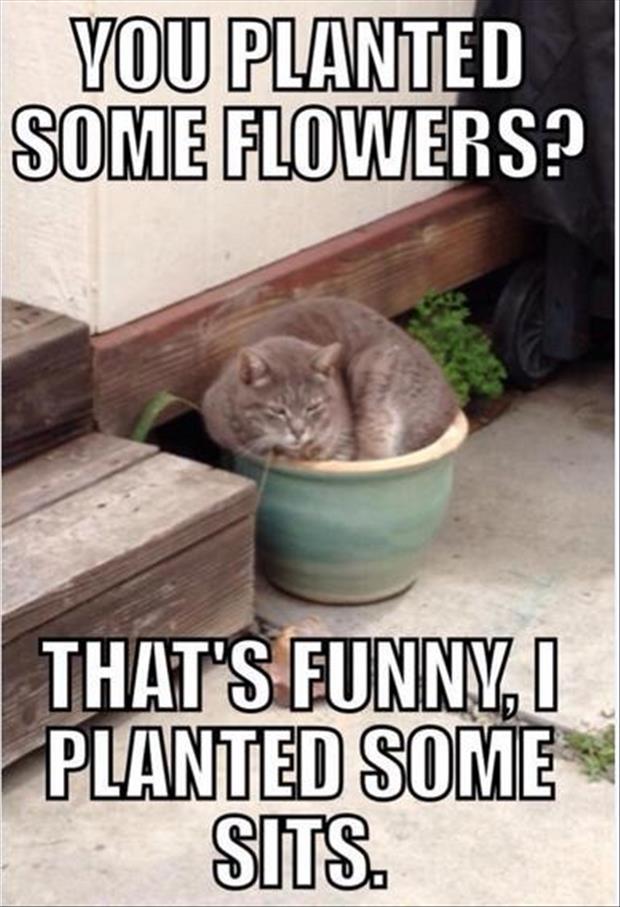 funny cat pictures, dumpaday (7)