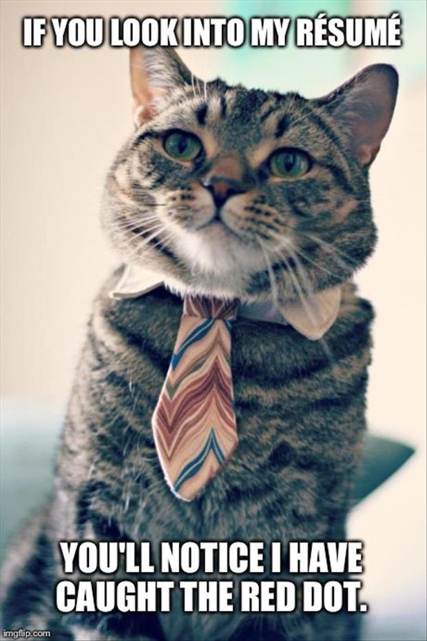 funny cat resume