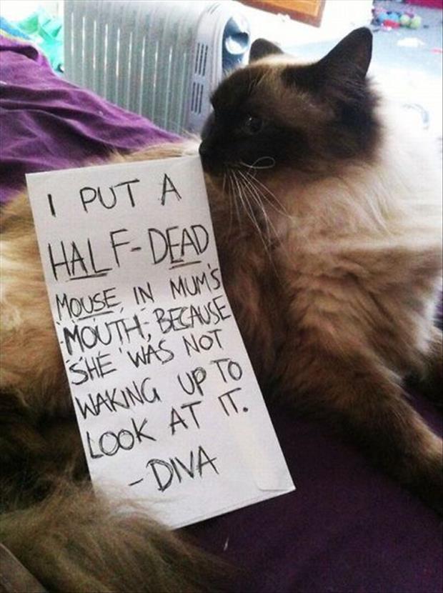 funny cat shaming