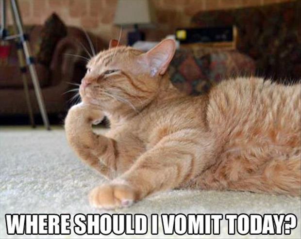 funny cat thinking of vomiting