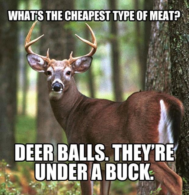 funny deer pictures