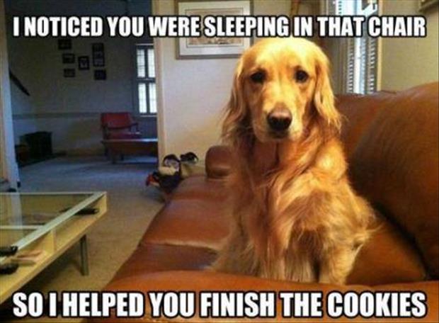 funny dog ate my cookie