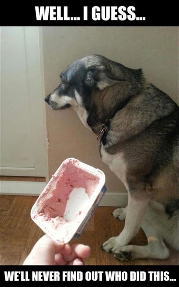 funny dog eats it