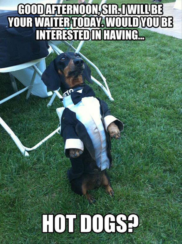 funny dog in a suit