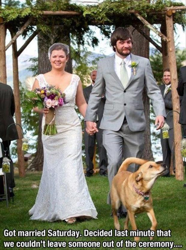 funny dog in wedding