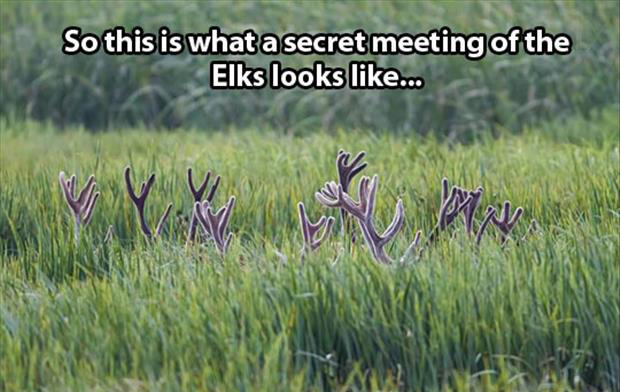 funny elk pictures