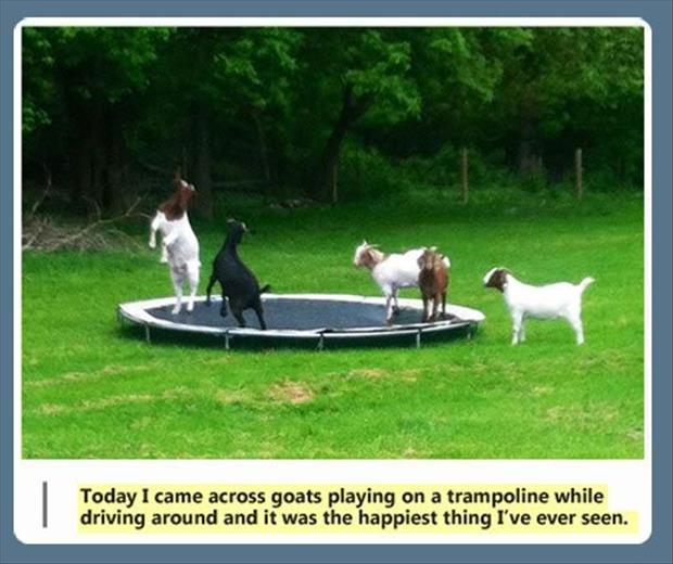 funny goats