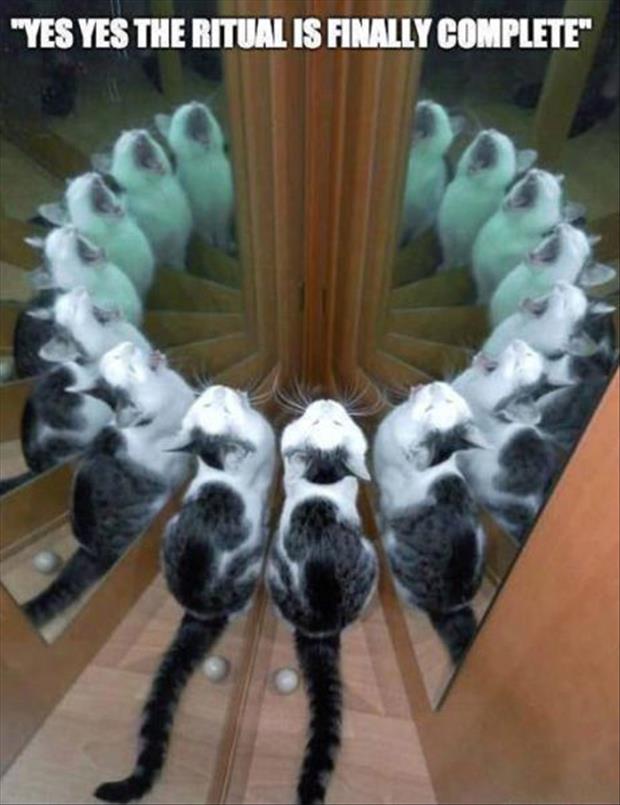 funny mirror and cat