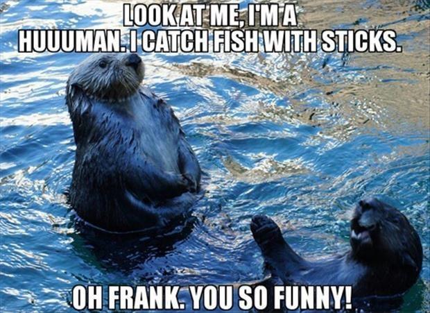 funny otters
