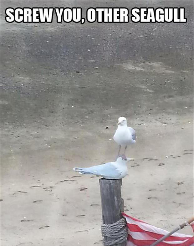 funny seagulls