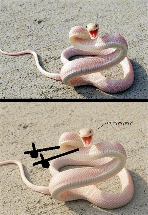 funny snake