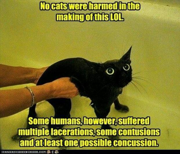 giving your cat a bath