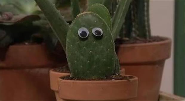 googly eyes funny pictures, dumpaday (32)