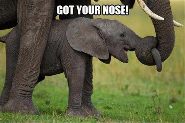 got your nose