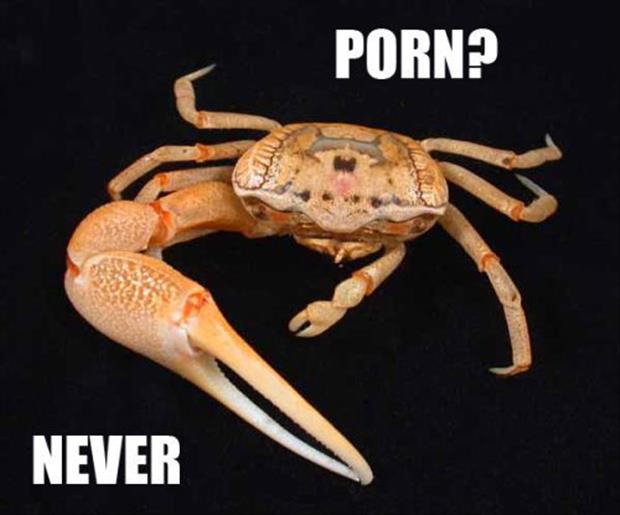 masturbating crabs