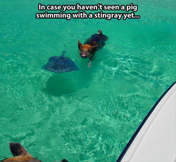 pig and stingray