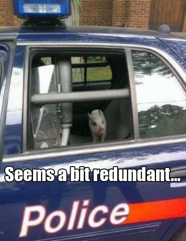 pig in cop car