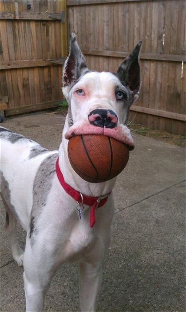 playing ball with my dog