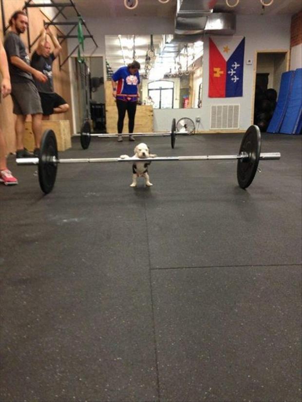 puppy working out