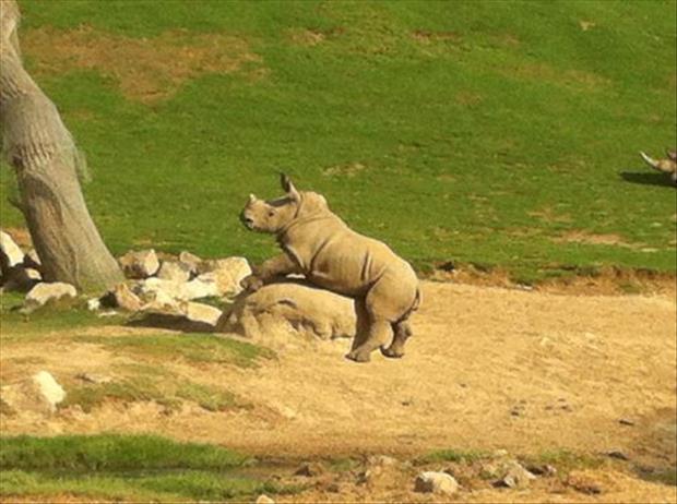 rhino having sex with a rock