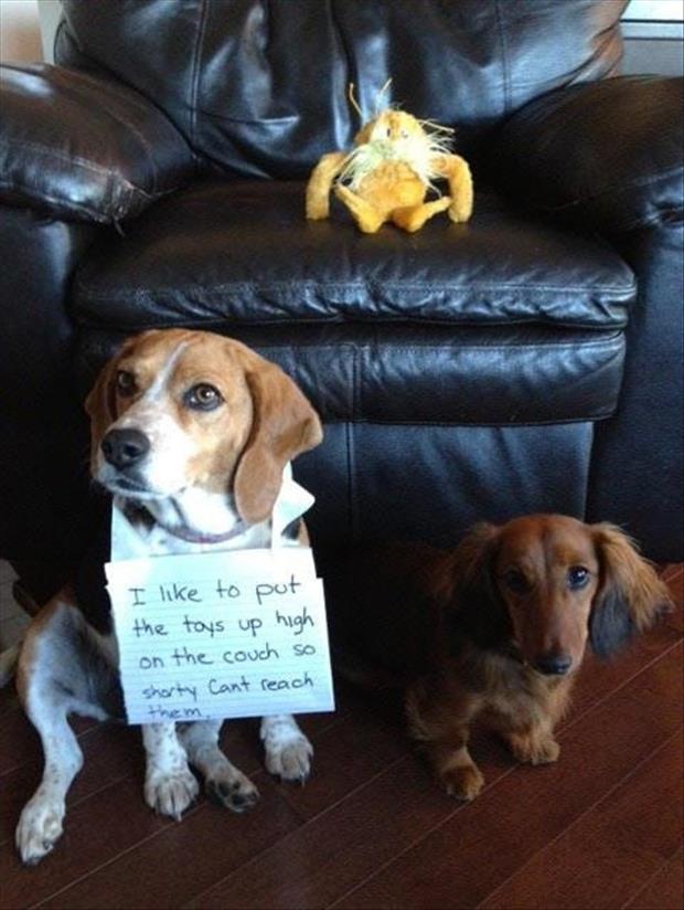 short dogs dog shaming