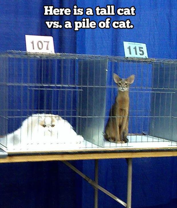 tall cat vs a pile of cat