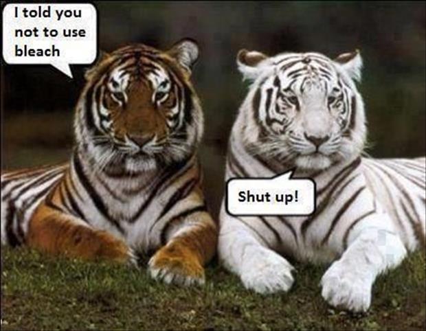 white tigers