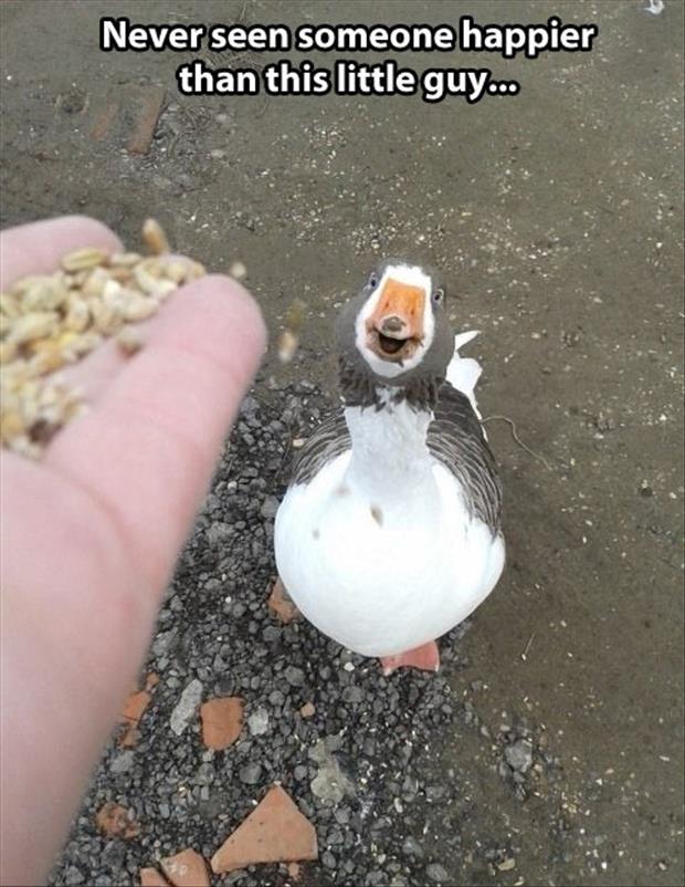 a happy duck