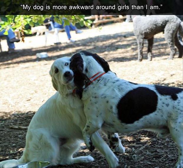 awkward dogs