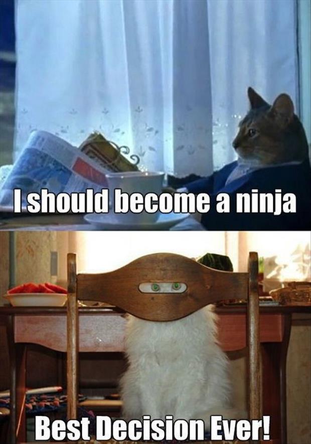 cat becomes a ninja