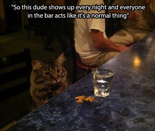 cat in the bar