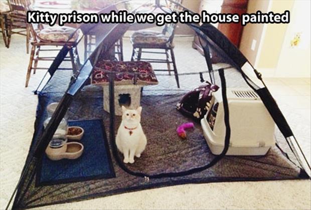 cat prison