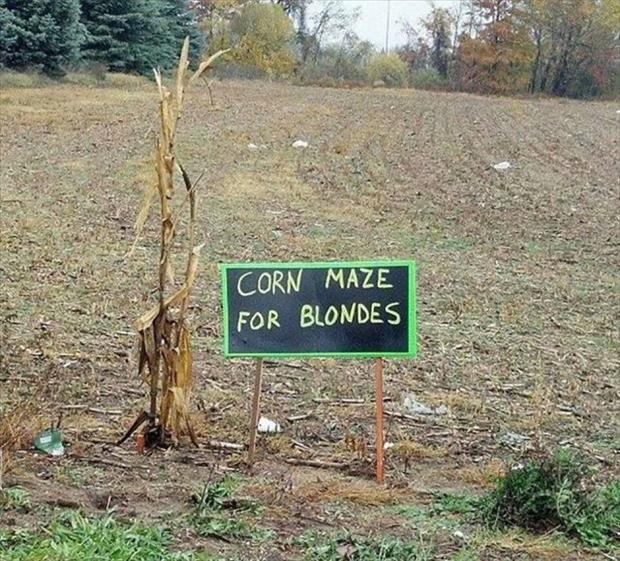 corn maze