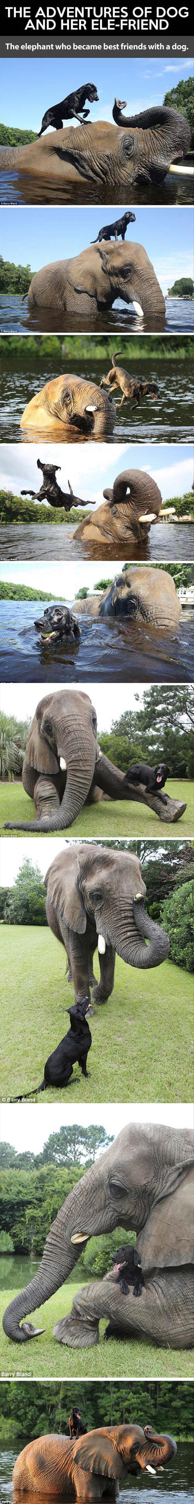 dog and elephant 1