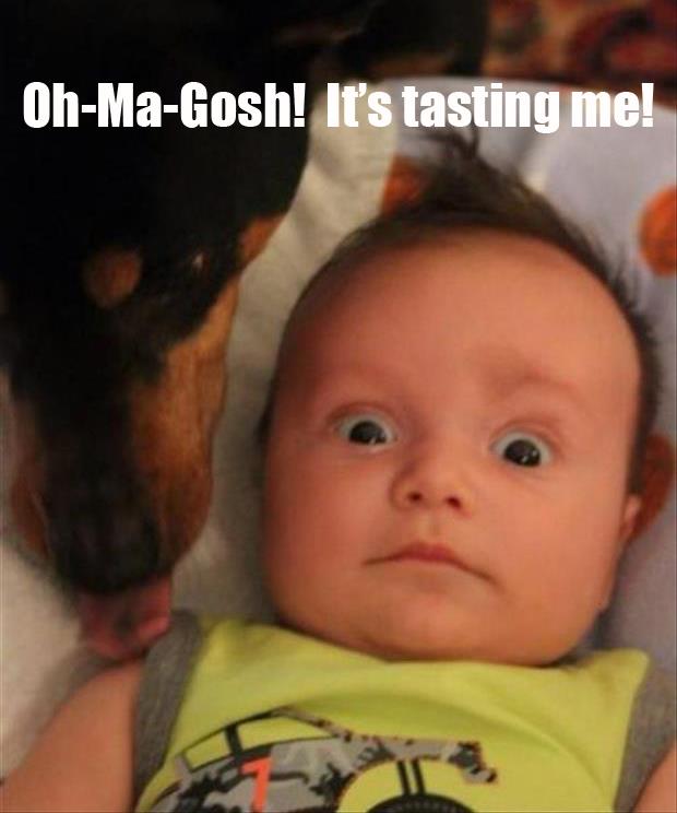 dog tasting baby