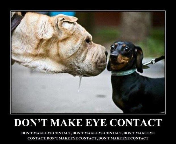 don't make eye contact