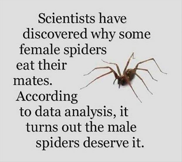 female spiders