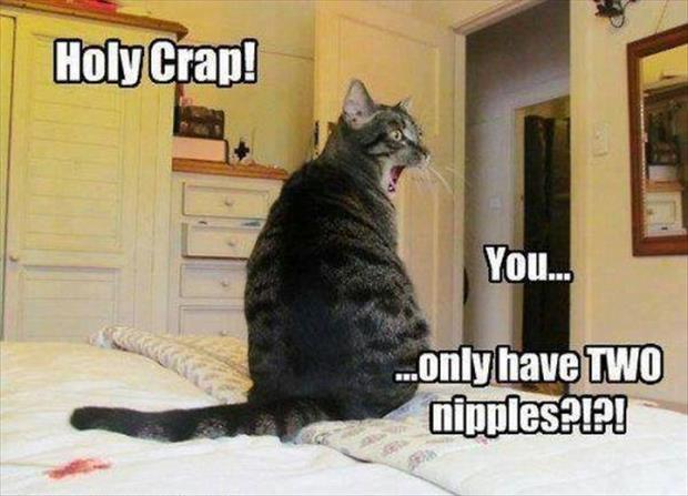 funny animals (1)