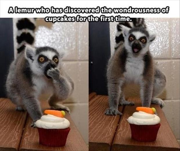 funny animals love cupcakes