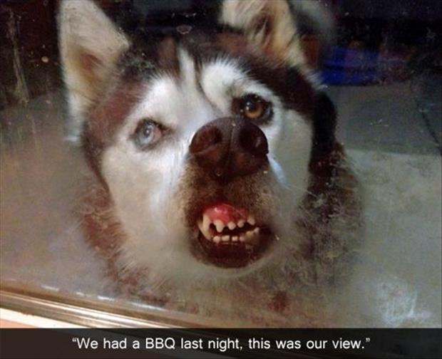 funny dog bbq