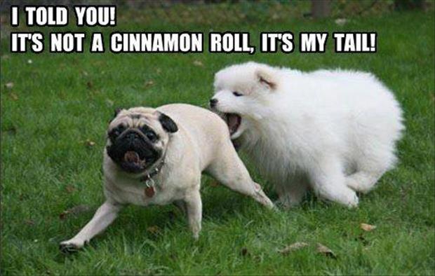 funny dog tails