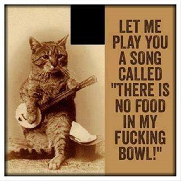 funny songs for cats