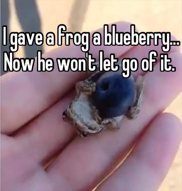 gave a frog a blueberry