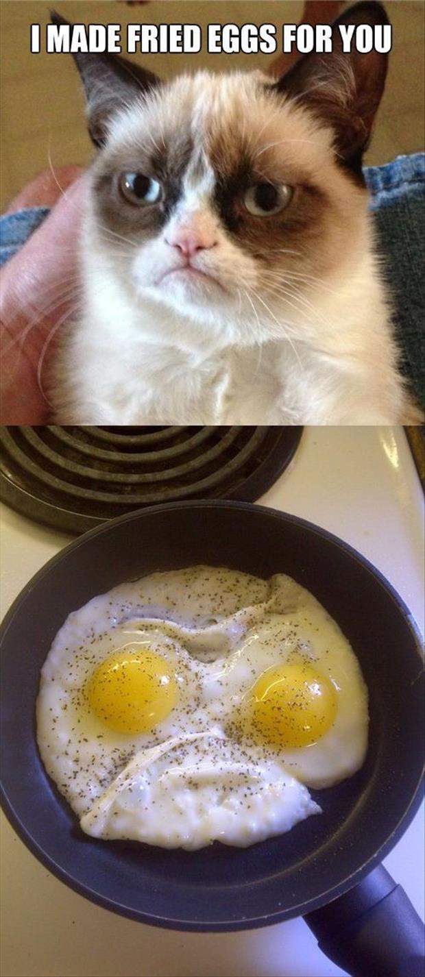 grumpy cat fried eggs