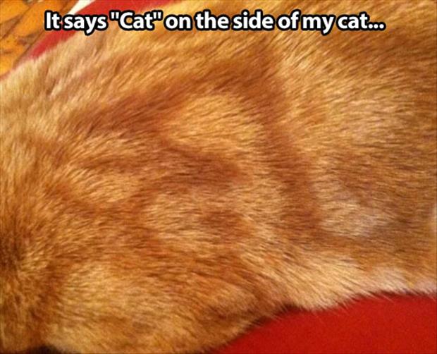 it says cat on the side of my cat