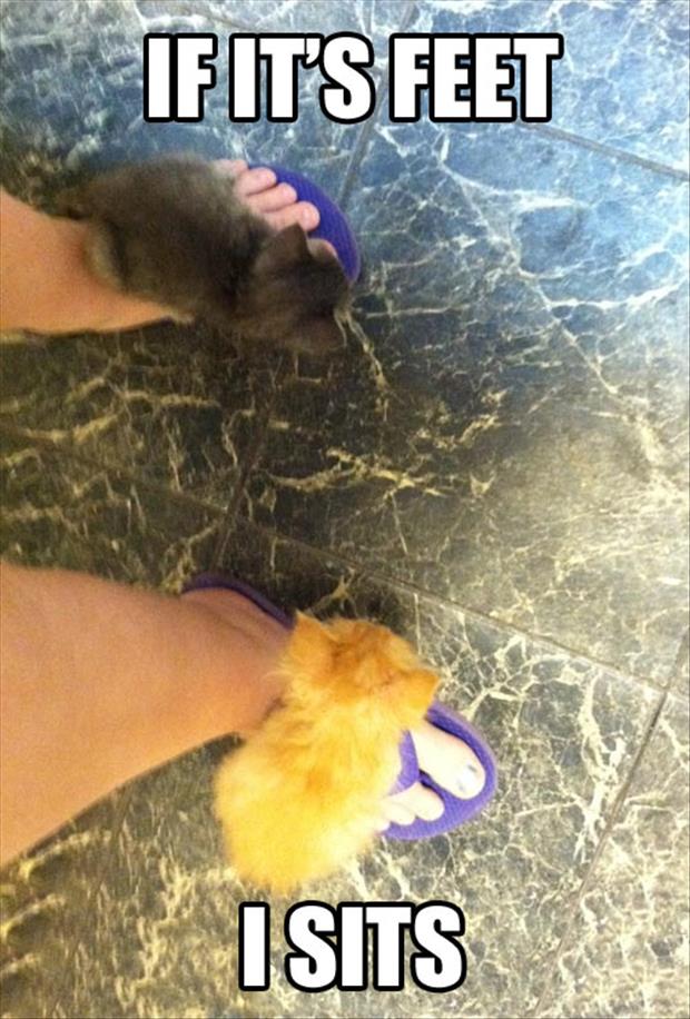 kittens on your feet