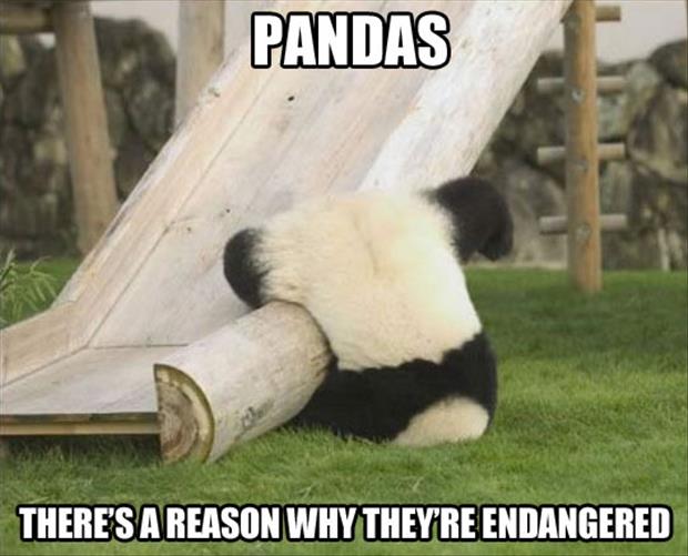 panda bears