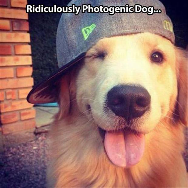 photogenic dogs