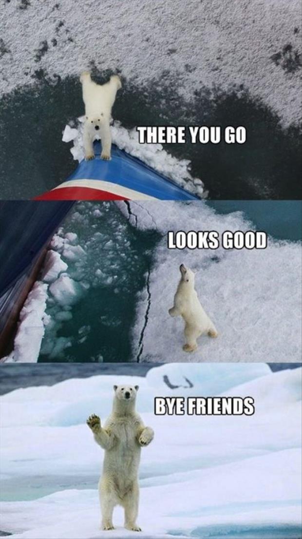 polar bears